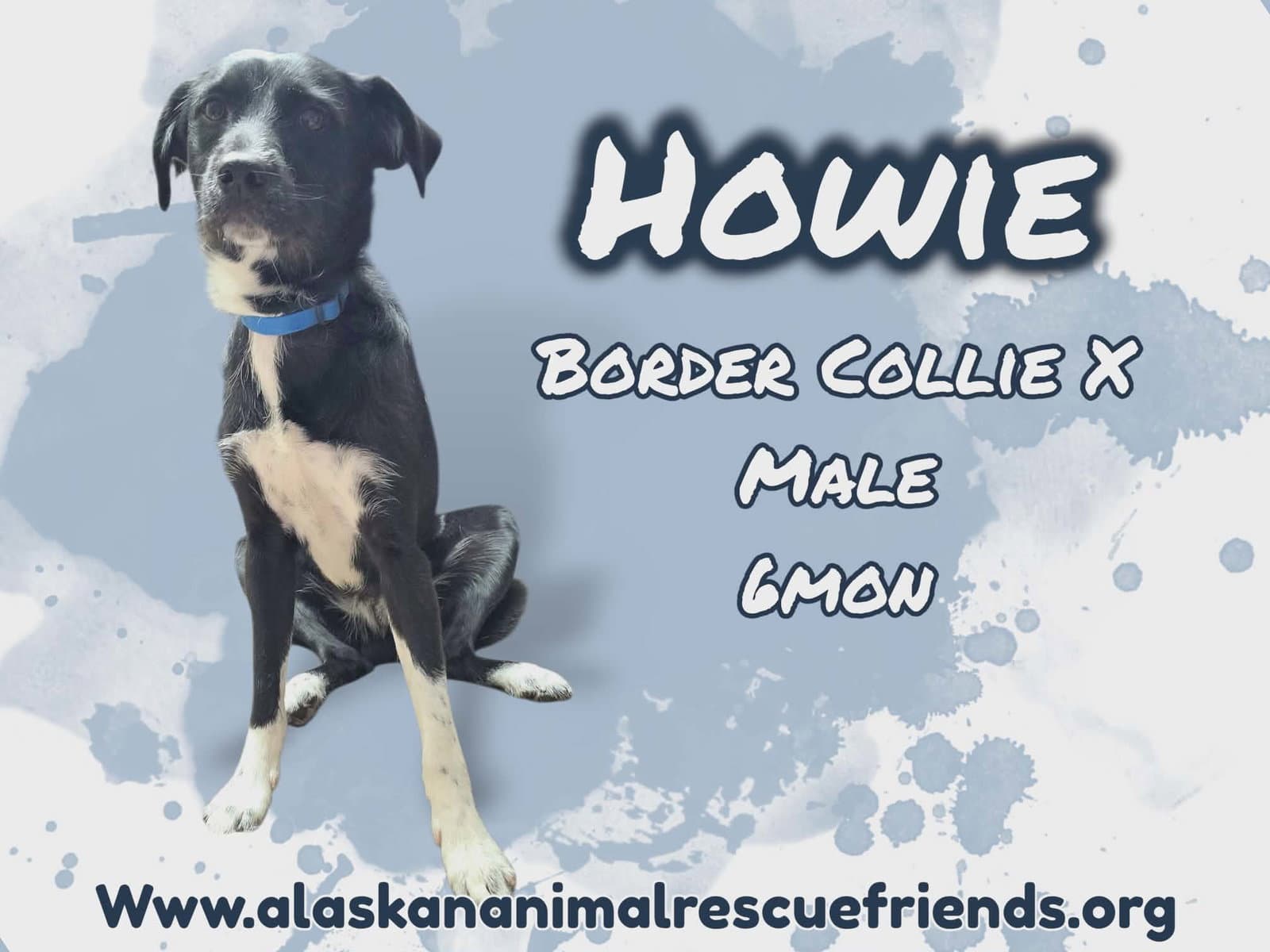 Howie - Border Collie