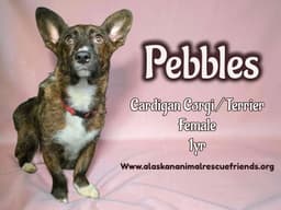 Pebbles image 1