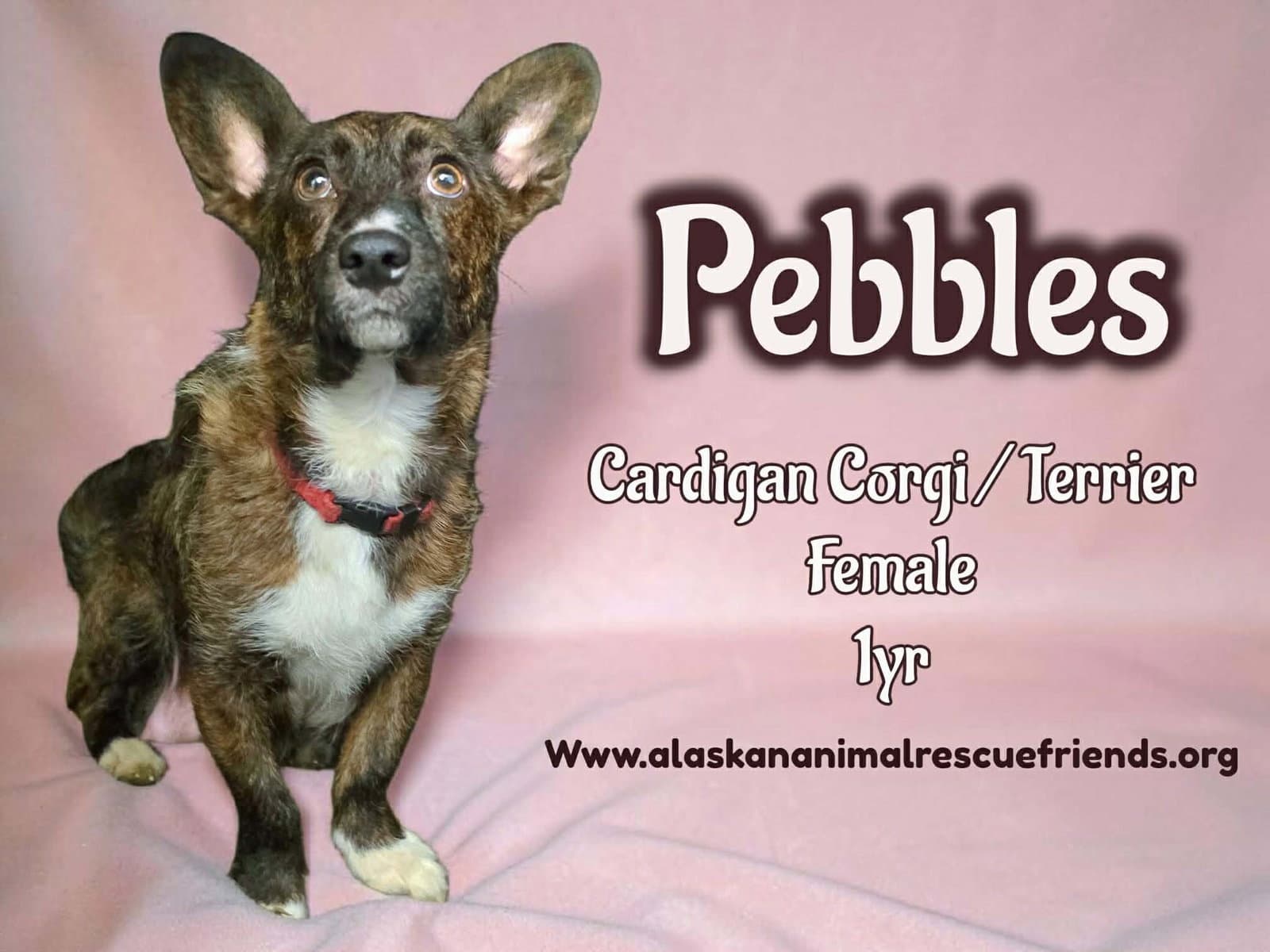 Pebbles - Corgi