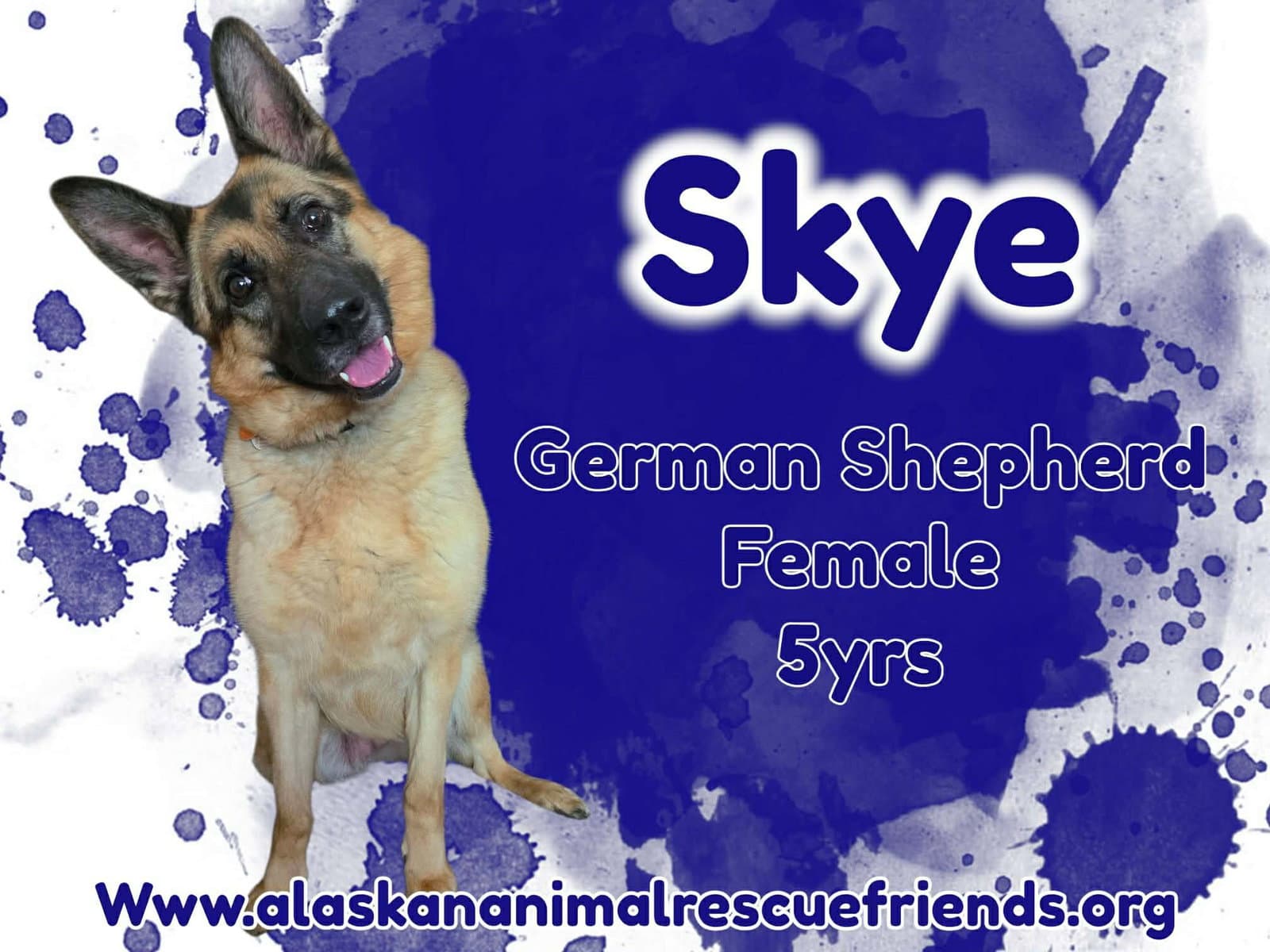 Skye - German Shepherd Dog