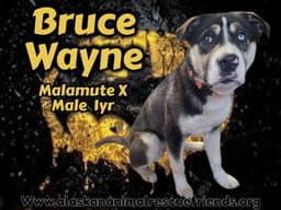 Bruce image 1