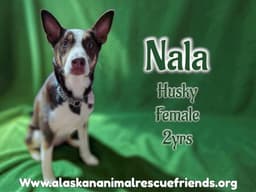 Nala image 1