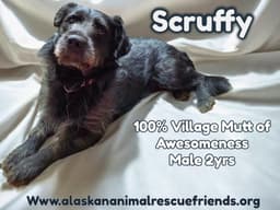 Scruffy image 1
