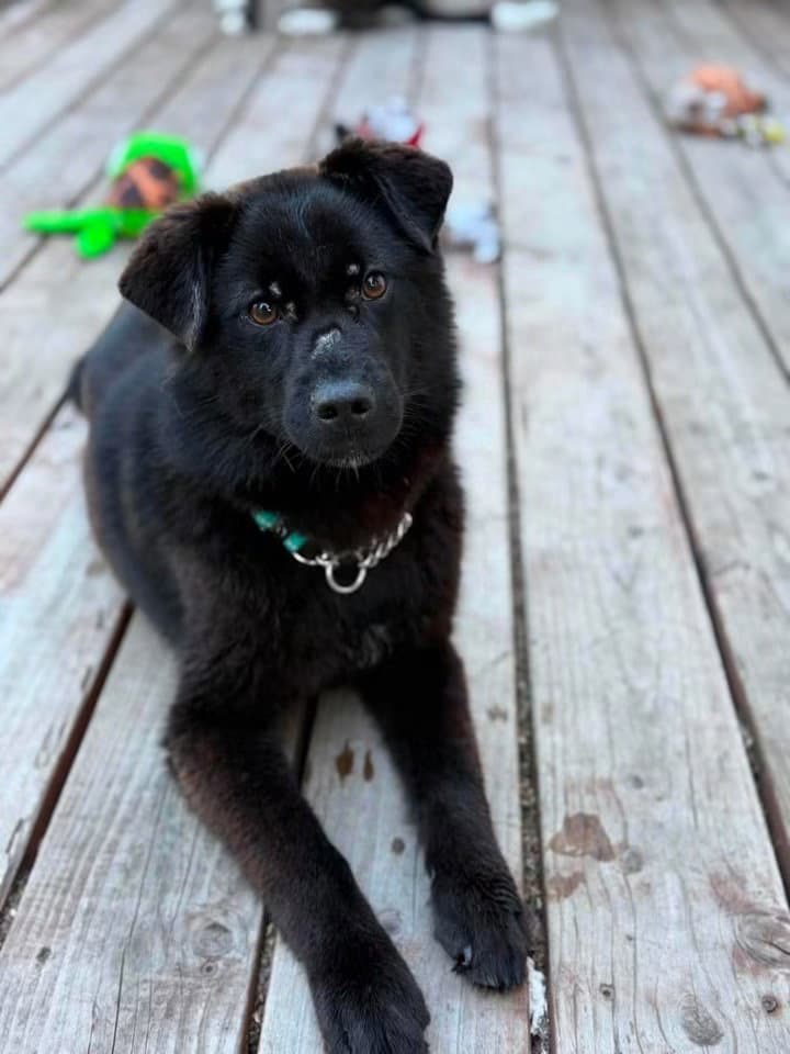 Nyx - Husky