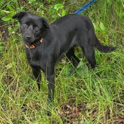 Blackie O image 1