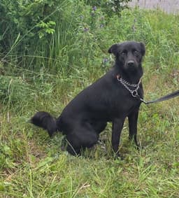 Blackie O image 2