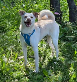 Willow image 1