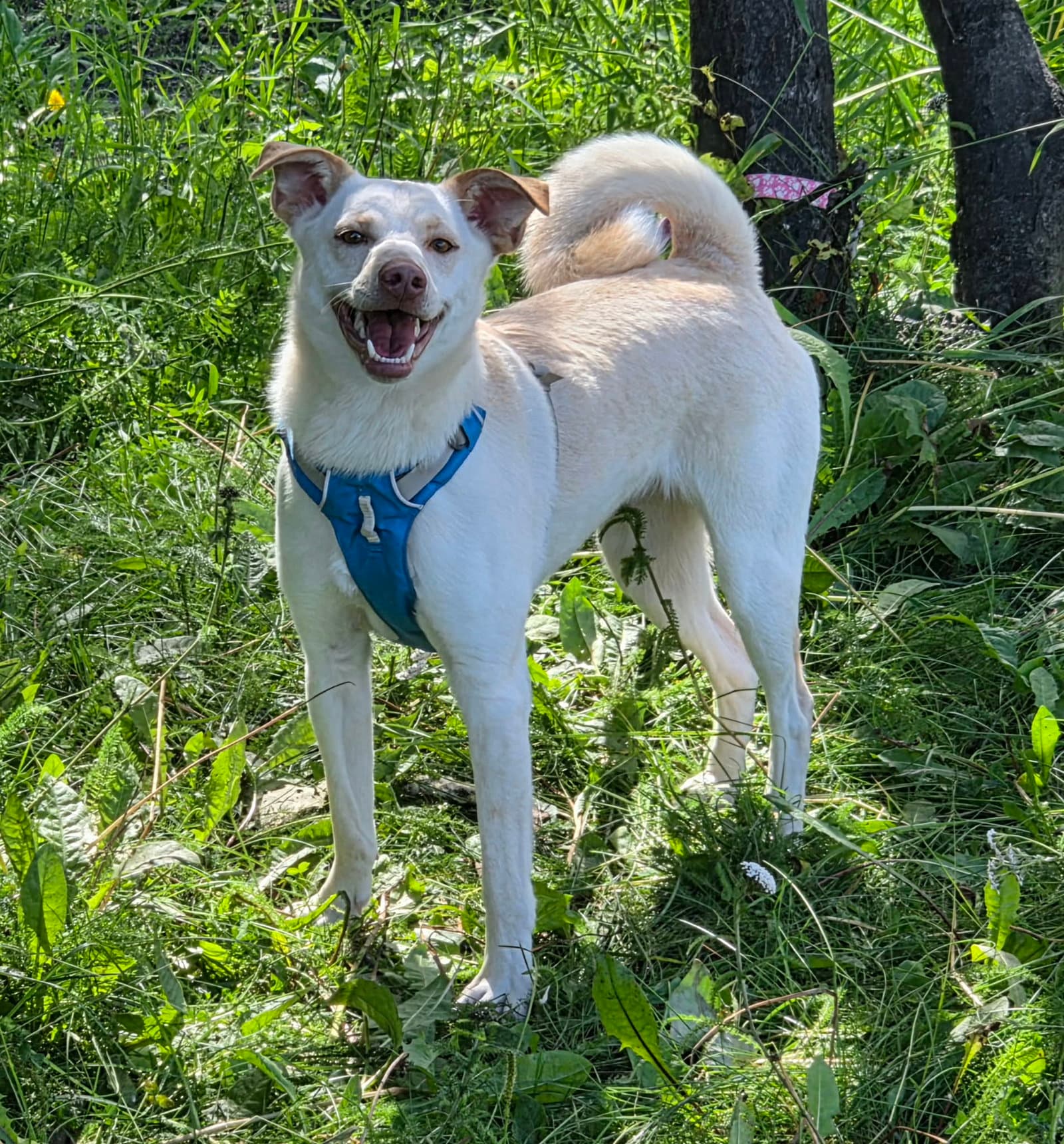 Willow - Shiba Inu