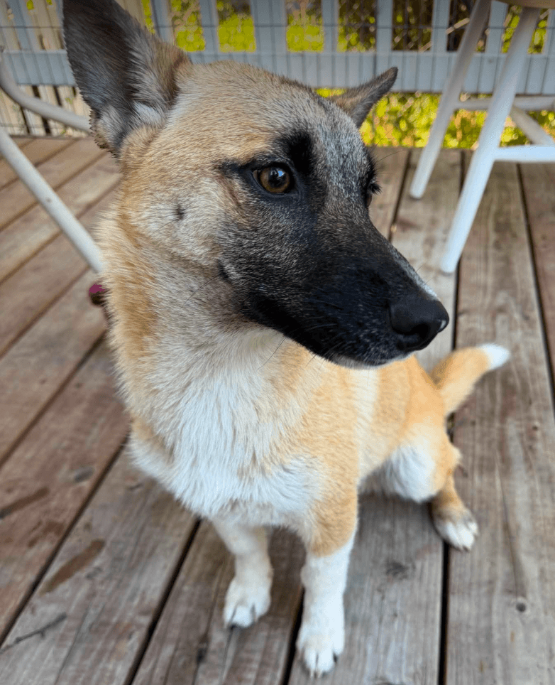 Lil Pete - Shepherd