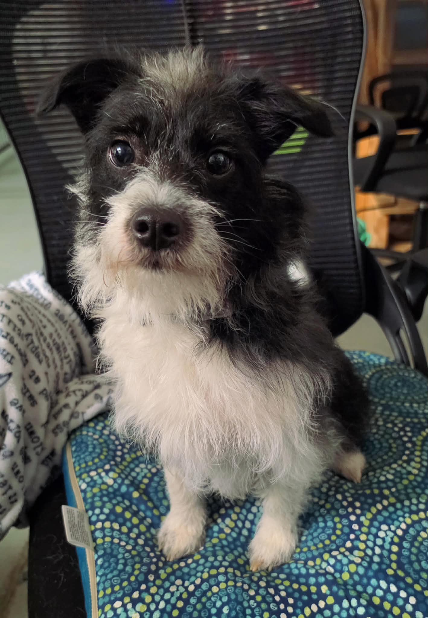 Luna - Yorkshire Terrier Yorkie