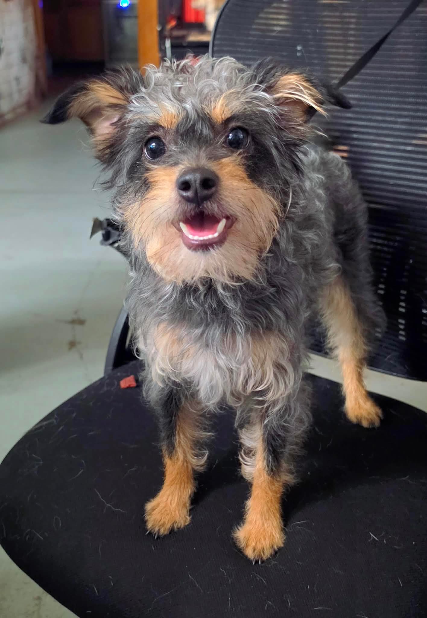 Cookies - Yorkshire Terrier Yorkie