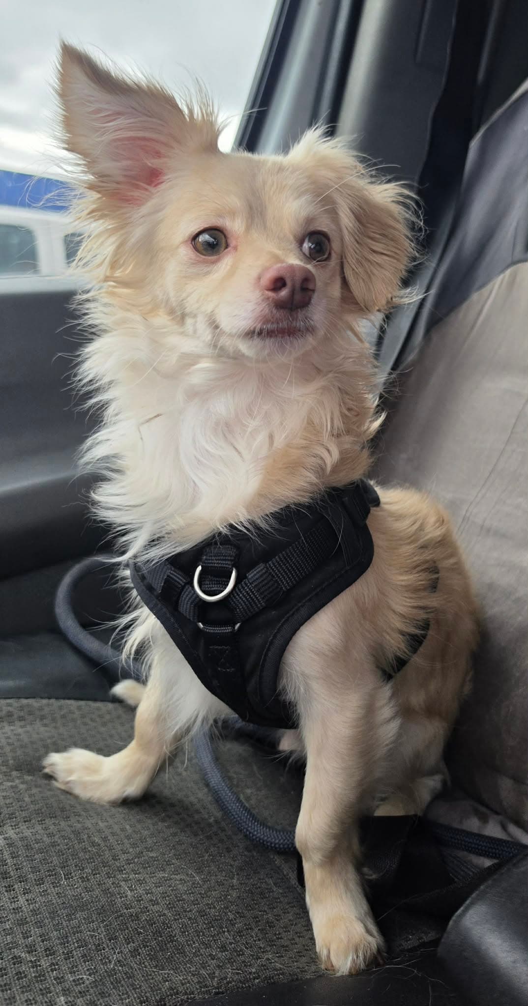 Bluey - Pomeranian