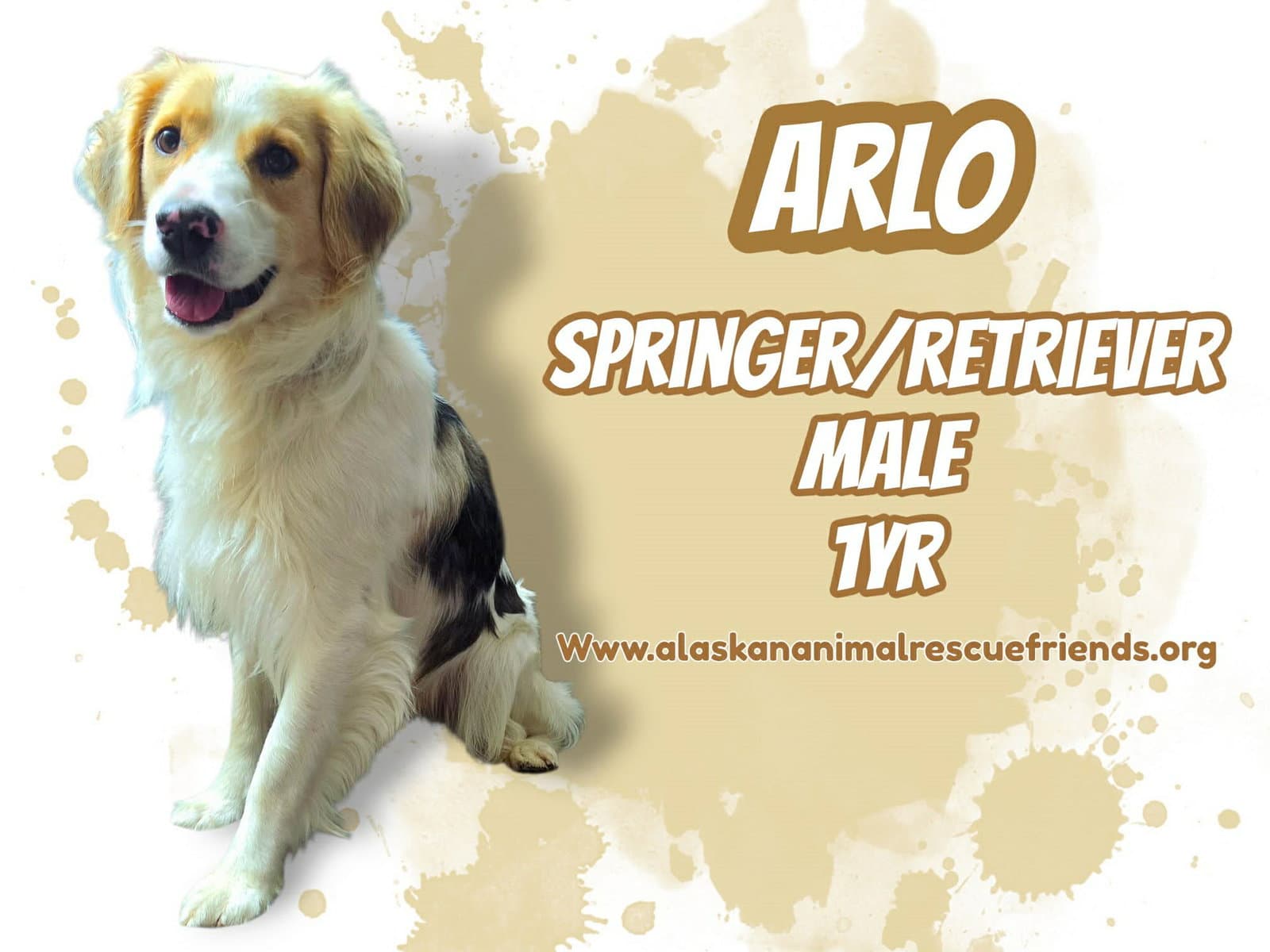 Arlo - English Springer Spaniel