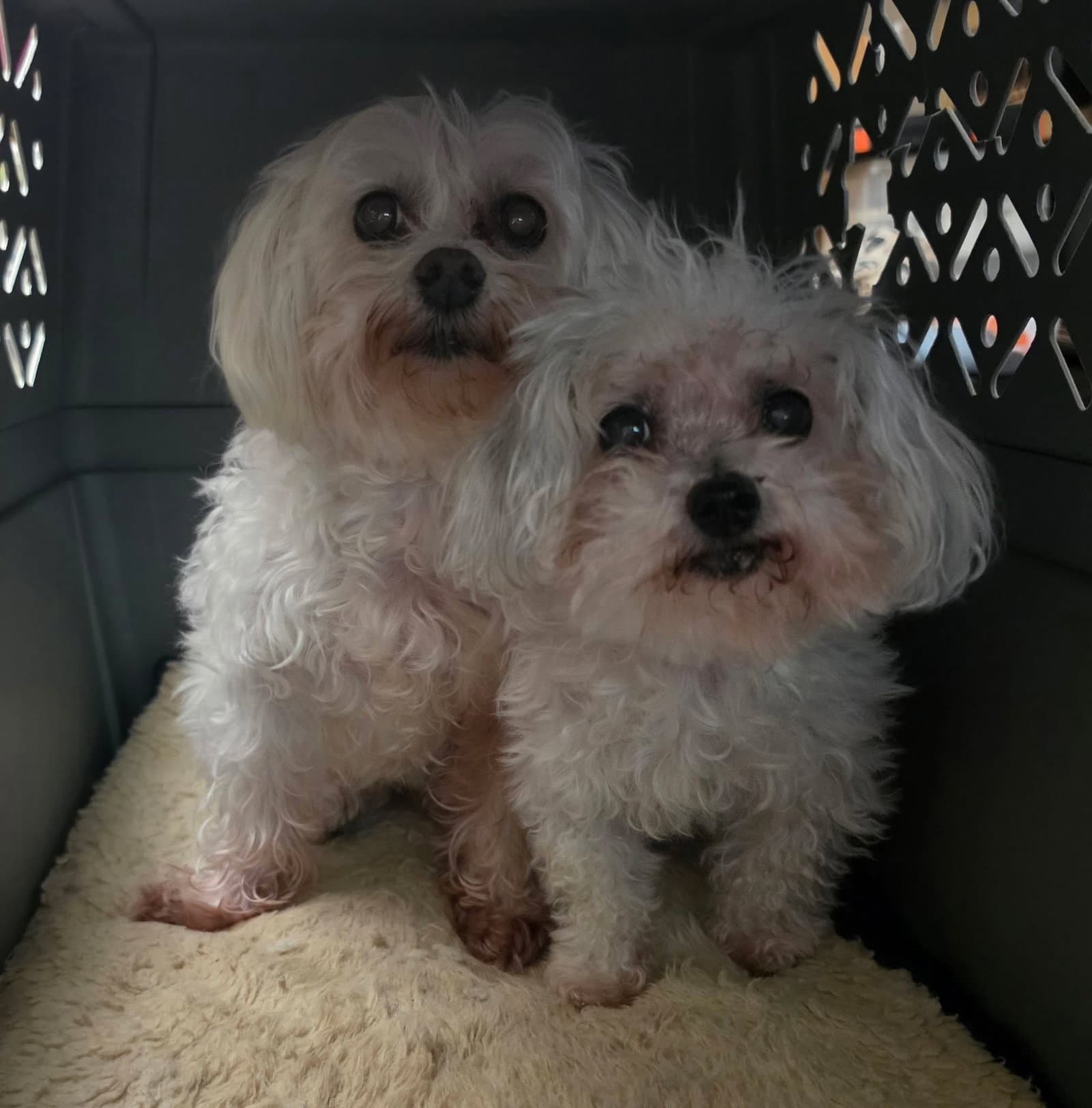 Harlow  Gracie - Maltese