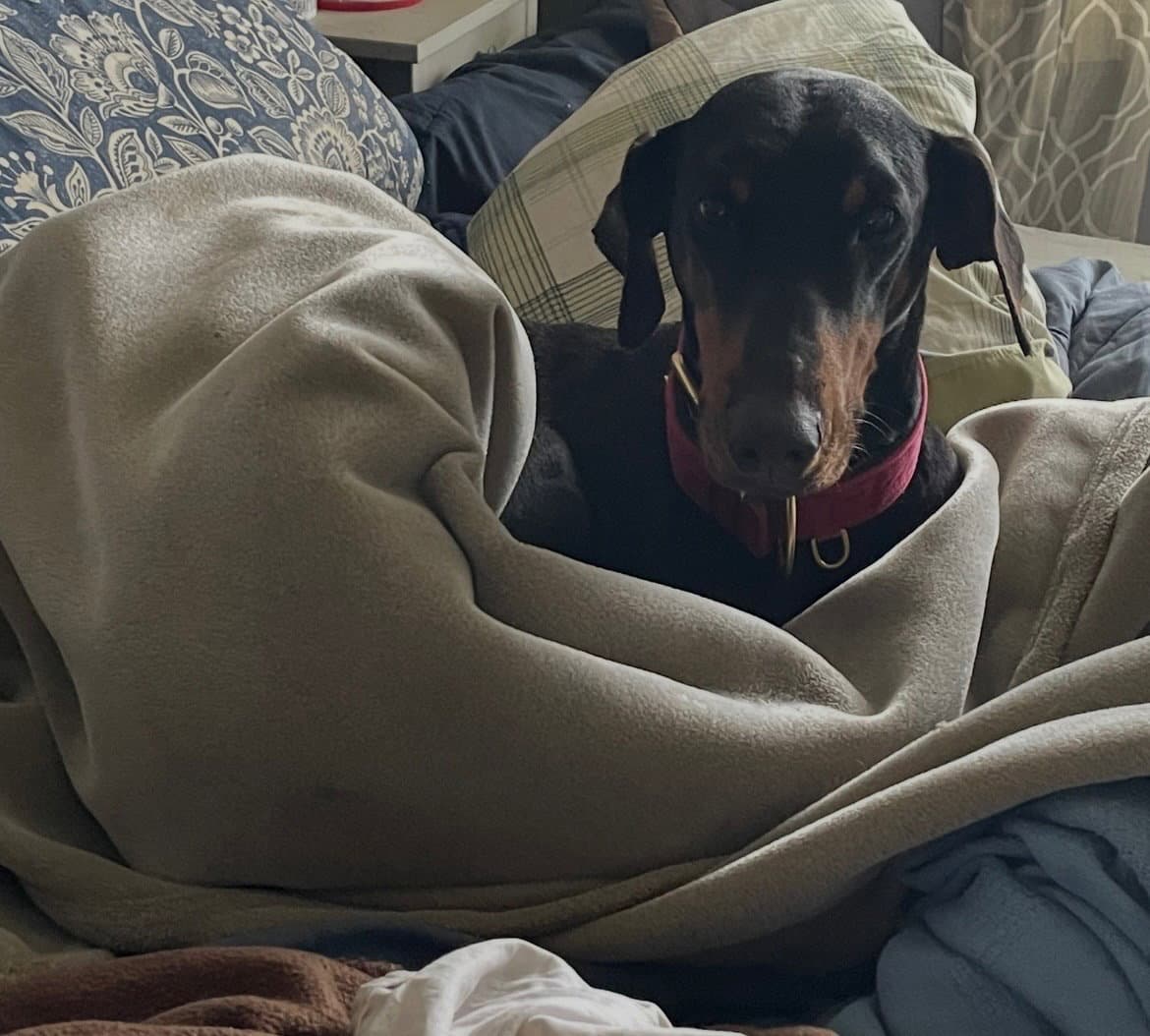 Anna - Doberman Pinscher
