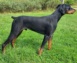 Ember image 4