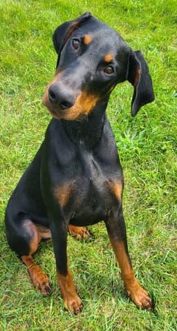 Ember image 3