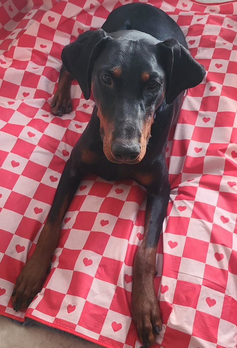 Ember - Doberman Pinscher