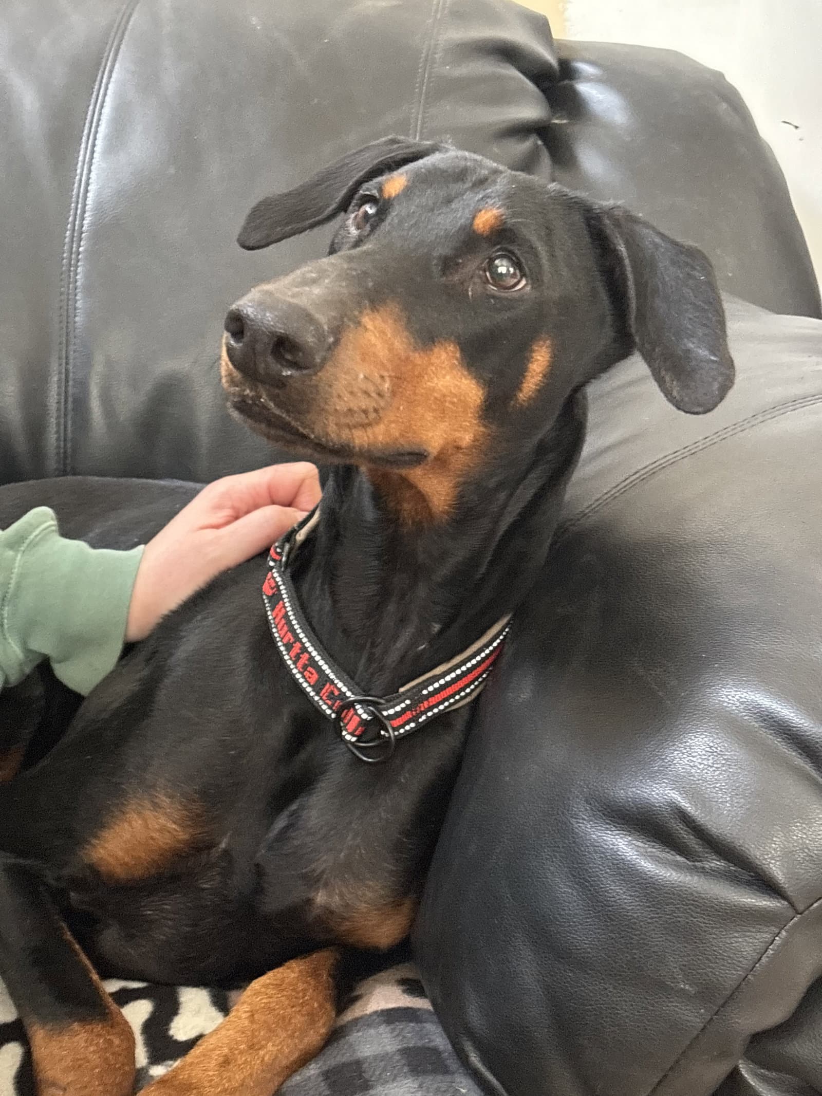 Erika - Doberman Pinscher