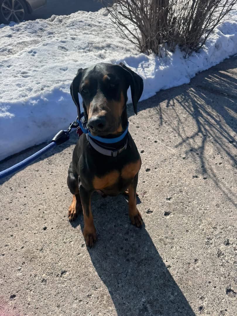 Blue - Doberman Pinscher