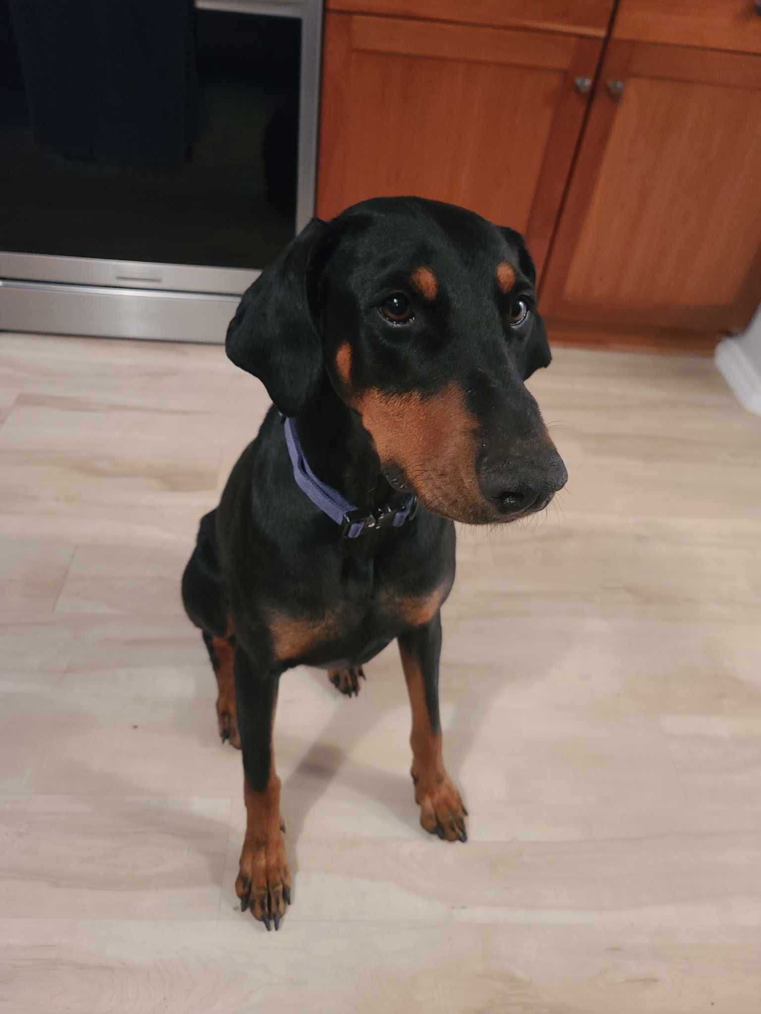 Deedee - Doberman Pinscher