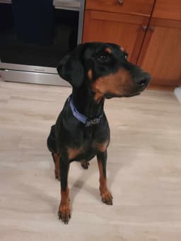 Deedee image 4