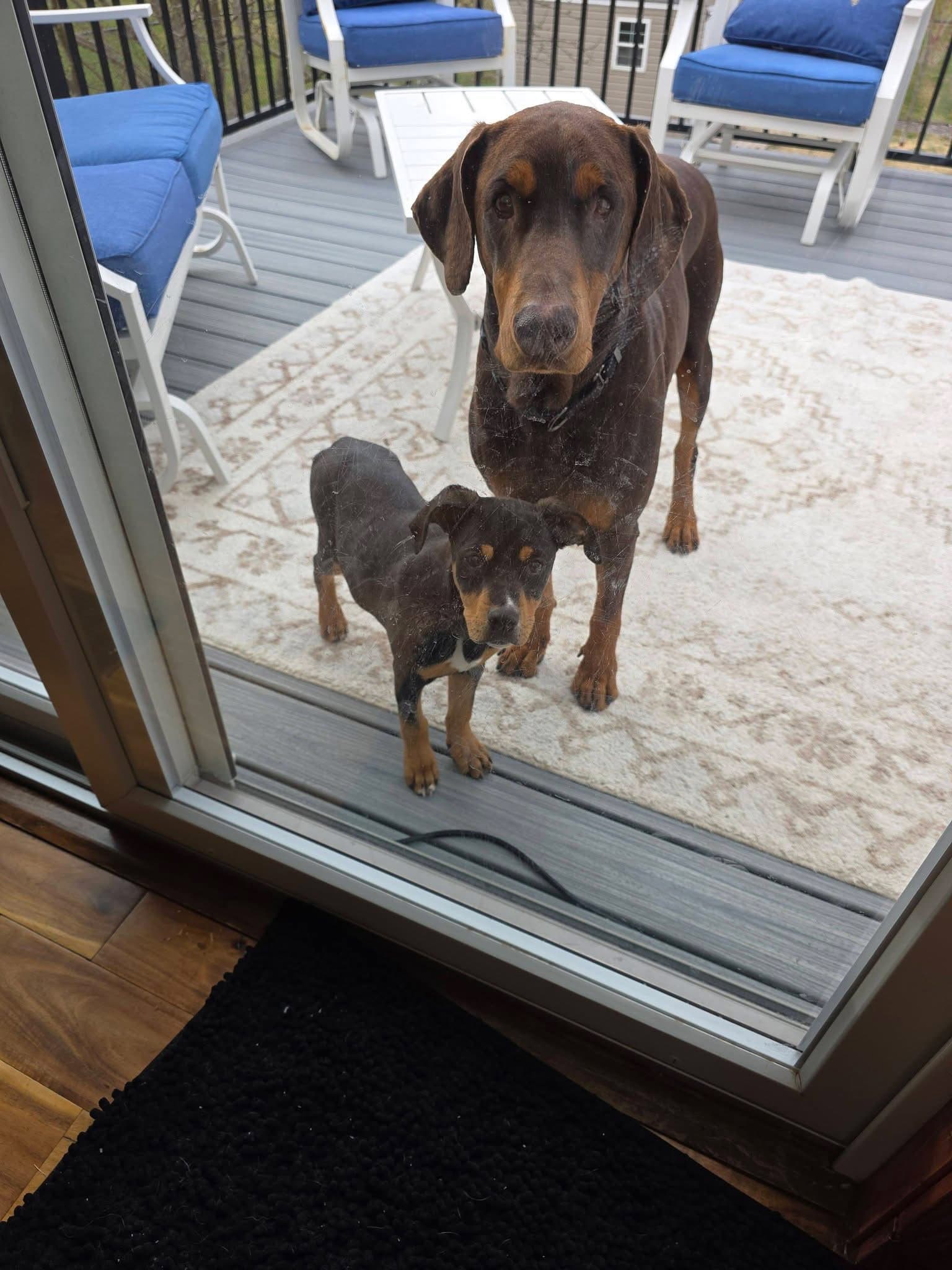 Leo - Doberman Pinscher