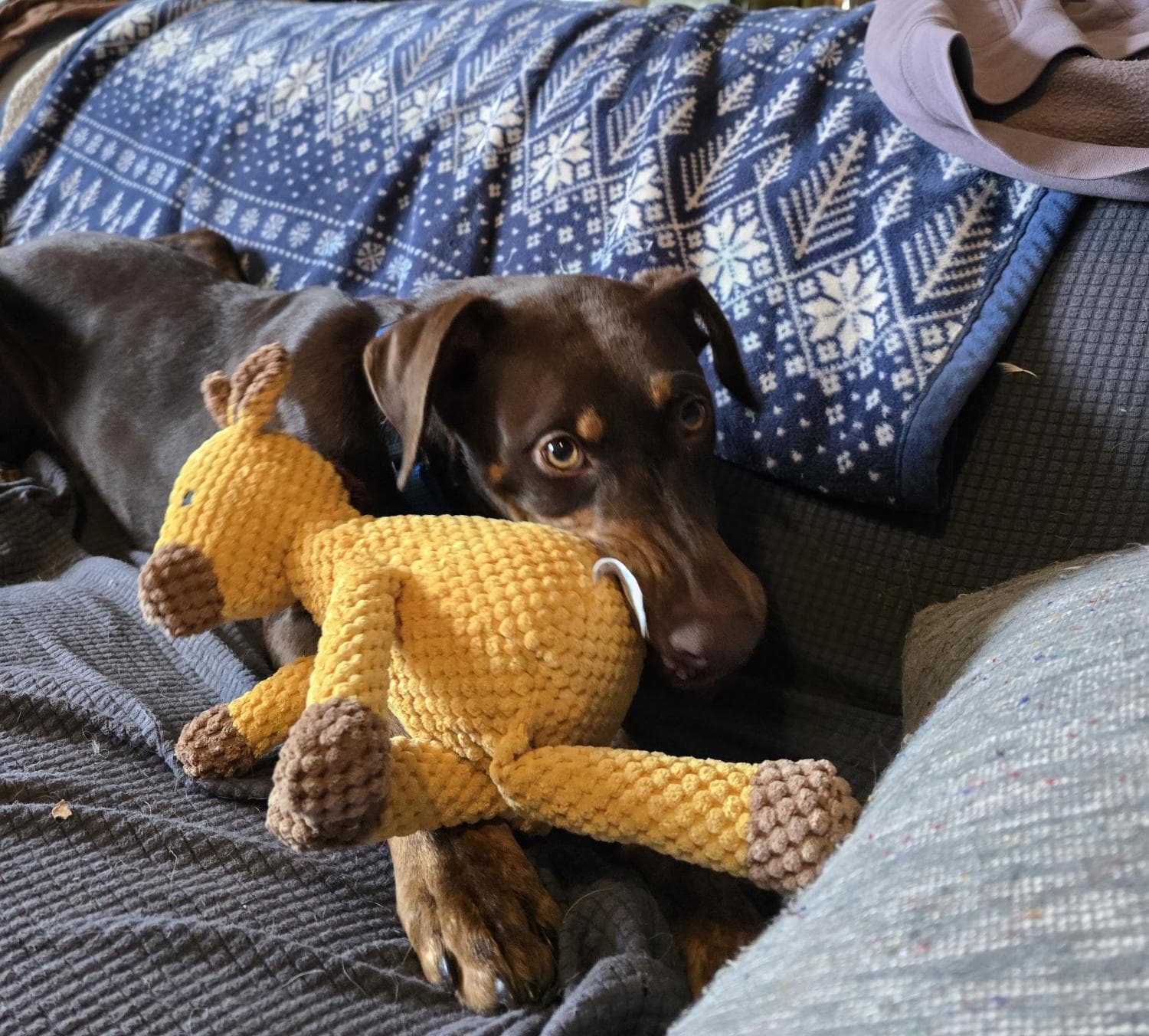 Lena - Doberman Pinscher