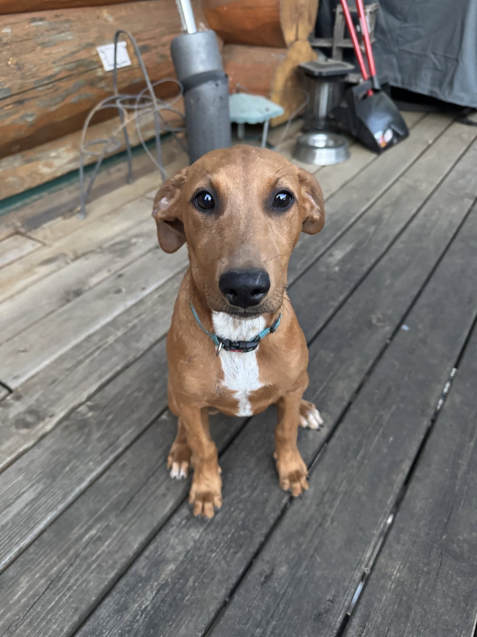 Emmy - Doberman Pinscher