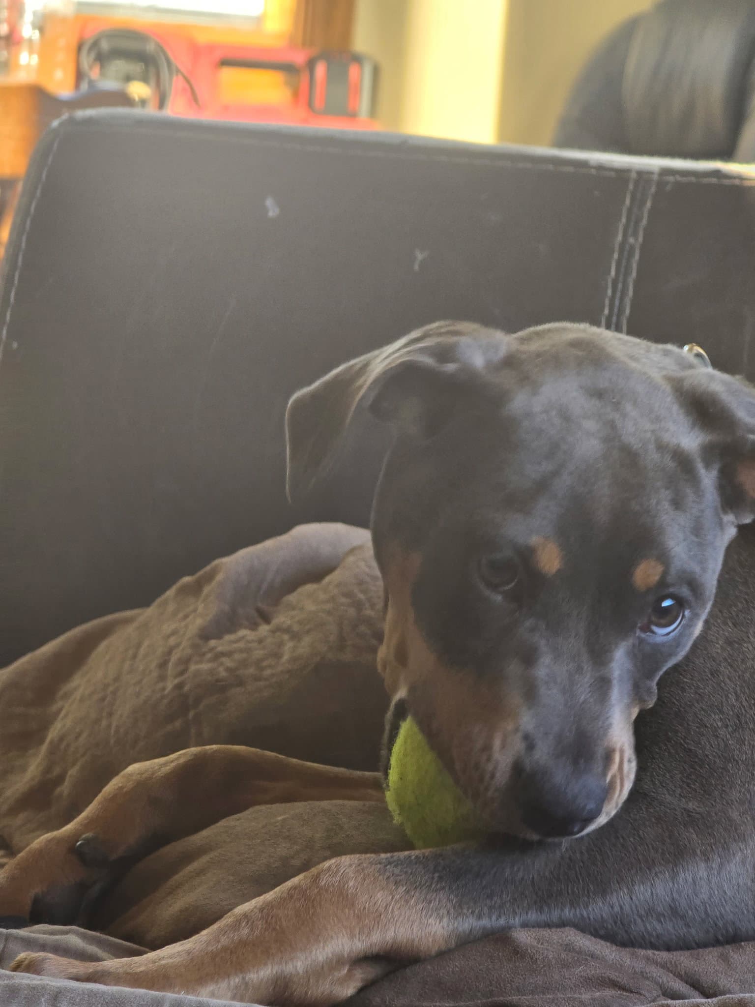 April - Doberman Pinscher