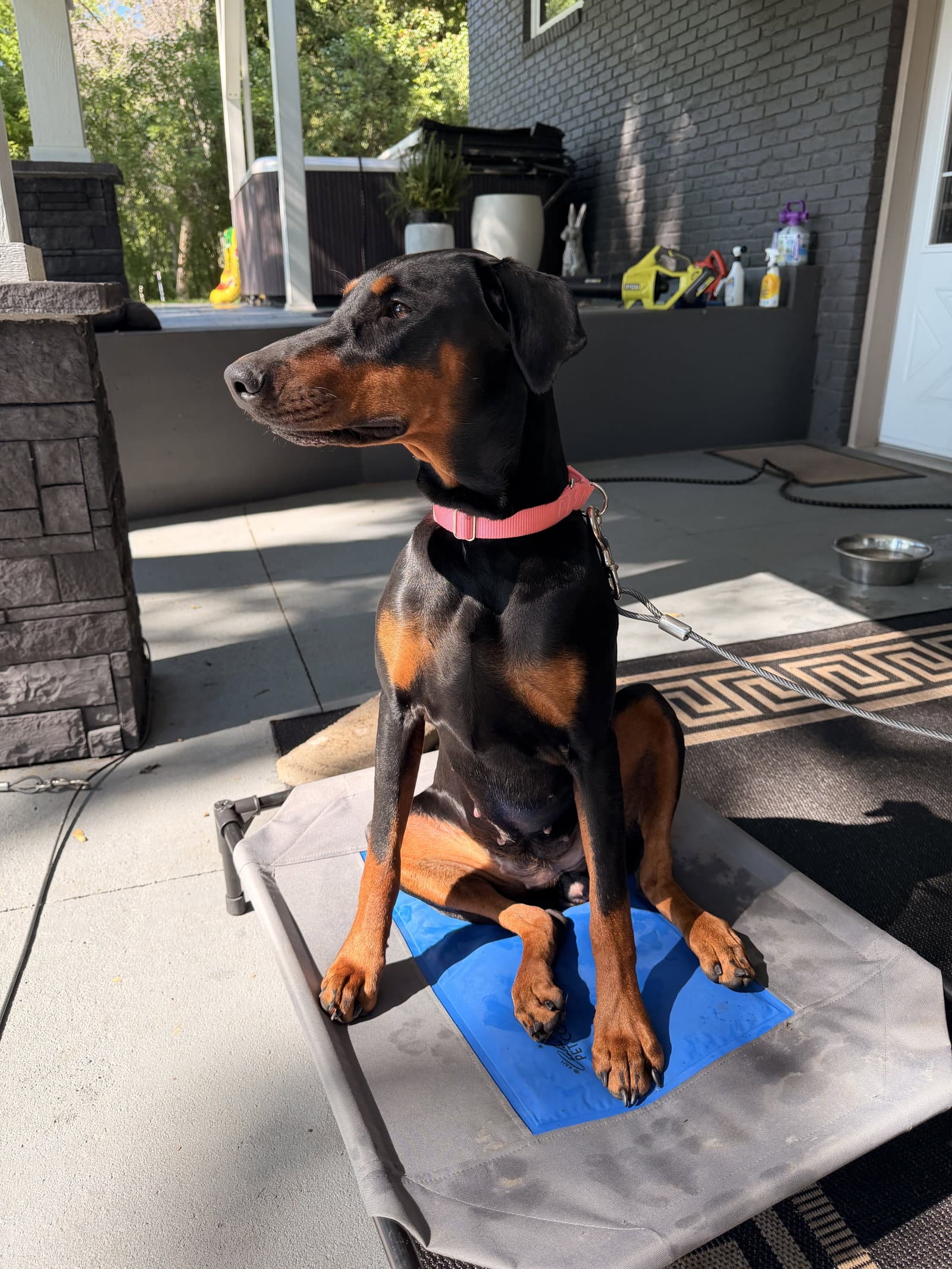 Nyx - Doberman Pinscher