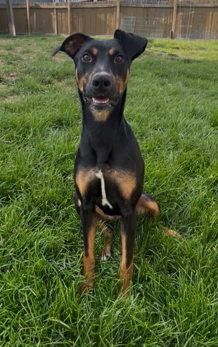 Daphne - Doberman Pinscher