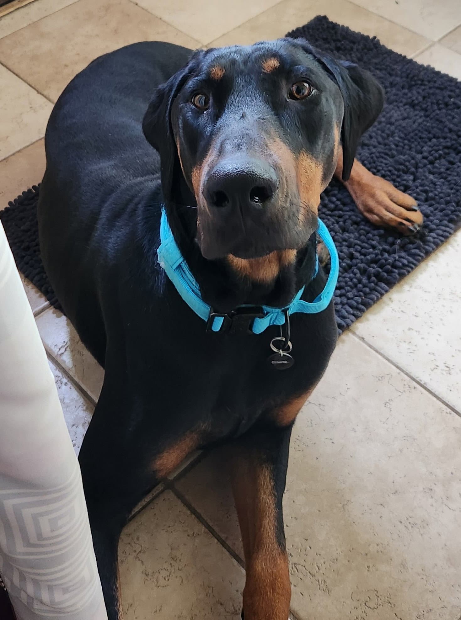 Phillip - Doberman Pinscher