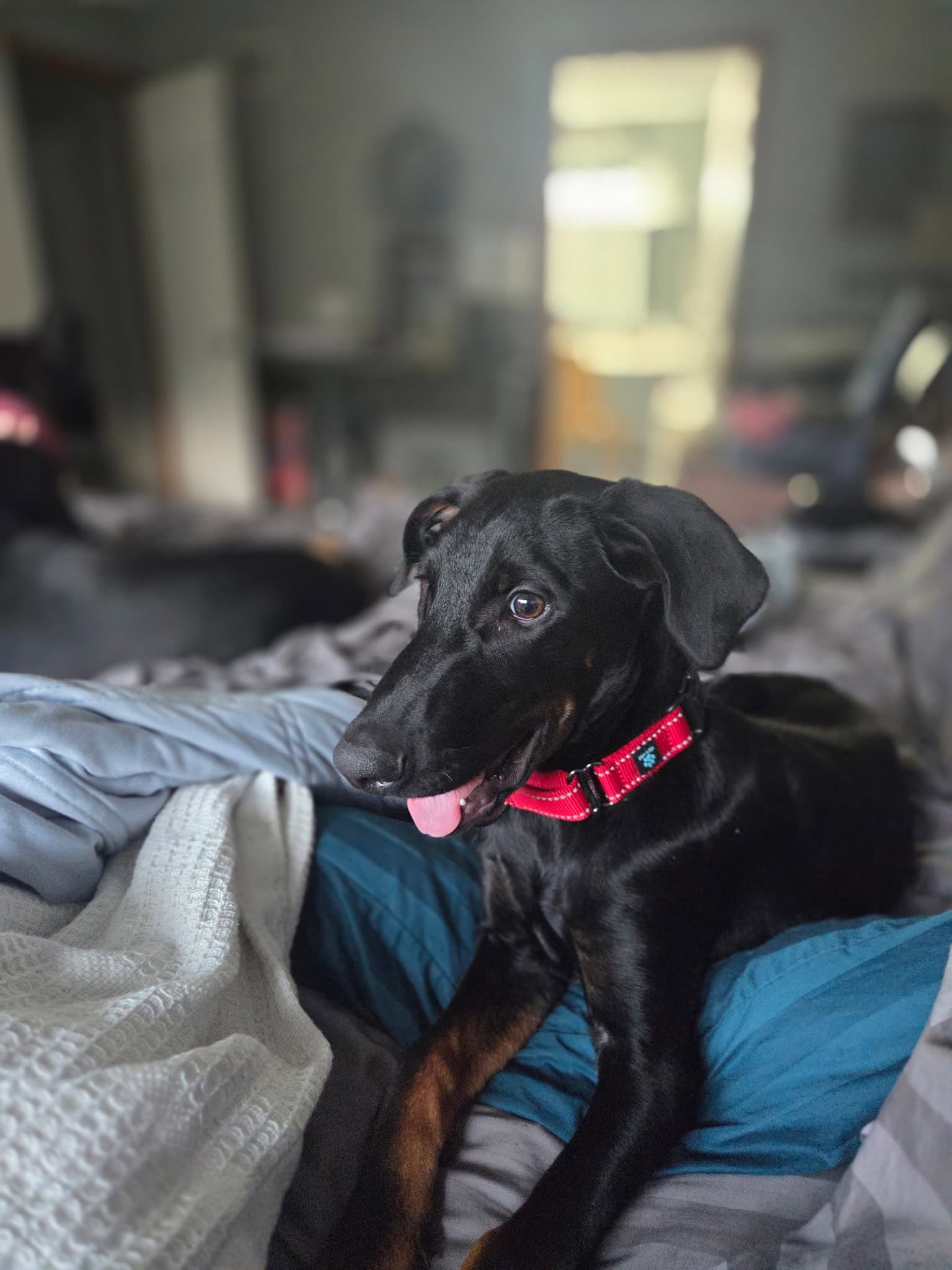 Smooth - Doberman Pinscher