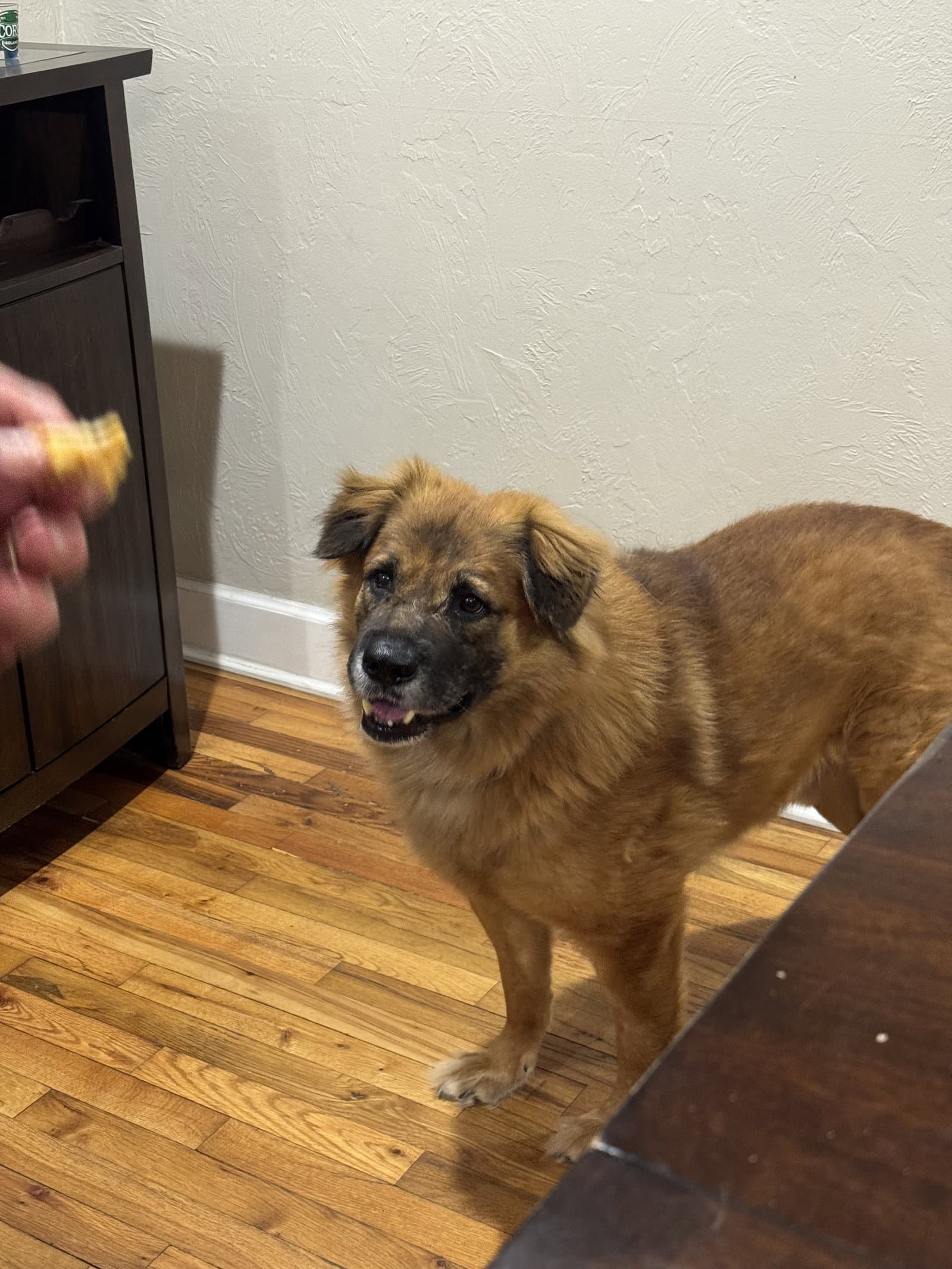 Husk - German Shepherd Dog