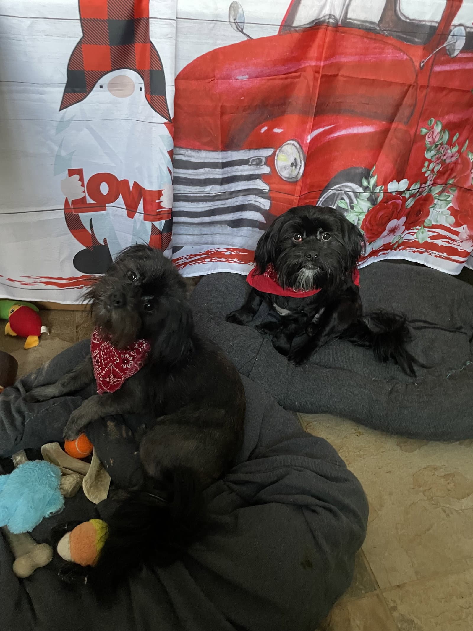 Teddy  Bear - Shih Tzu