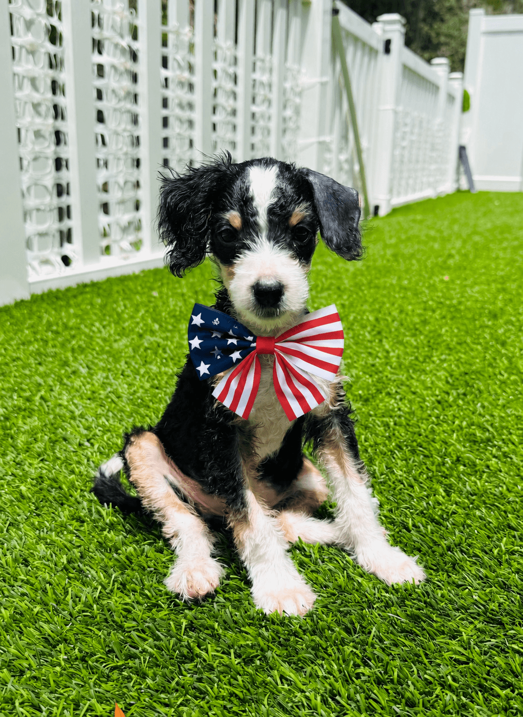 Saga - Bernese Mountain Dog