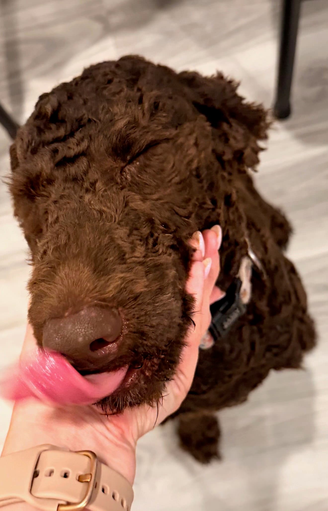 Roxi - Poodle (Standard)