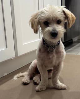 Bentley image 1