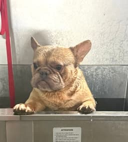 Guido image 2