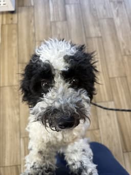 Bennie Doodle image 3