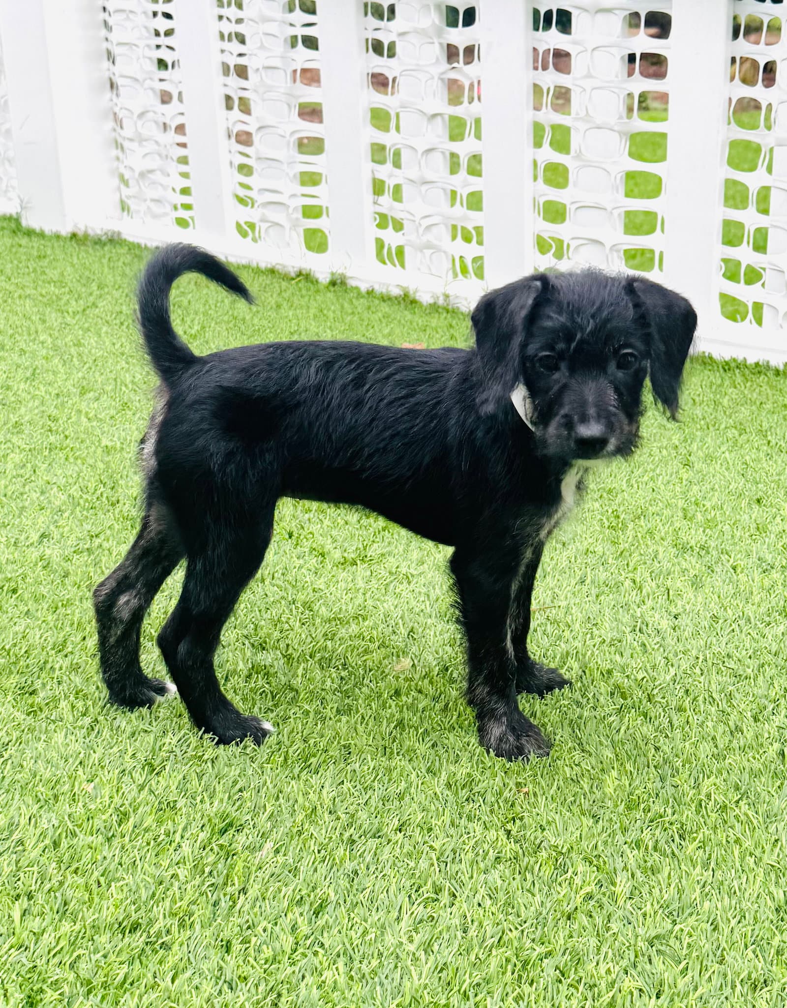 Ella - Poodle (Miniature)