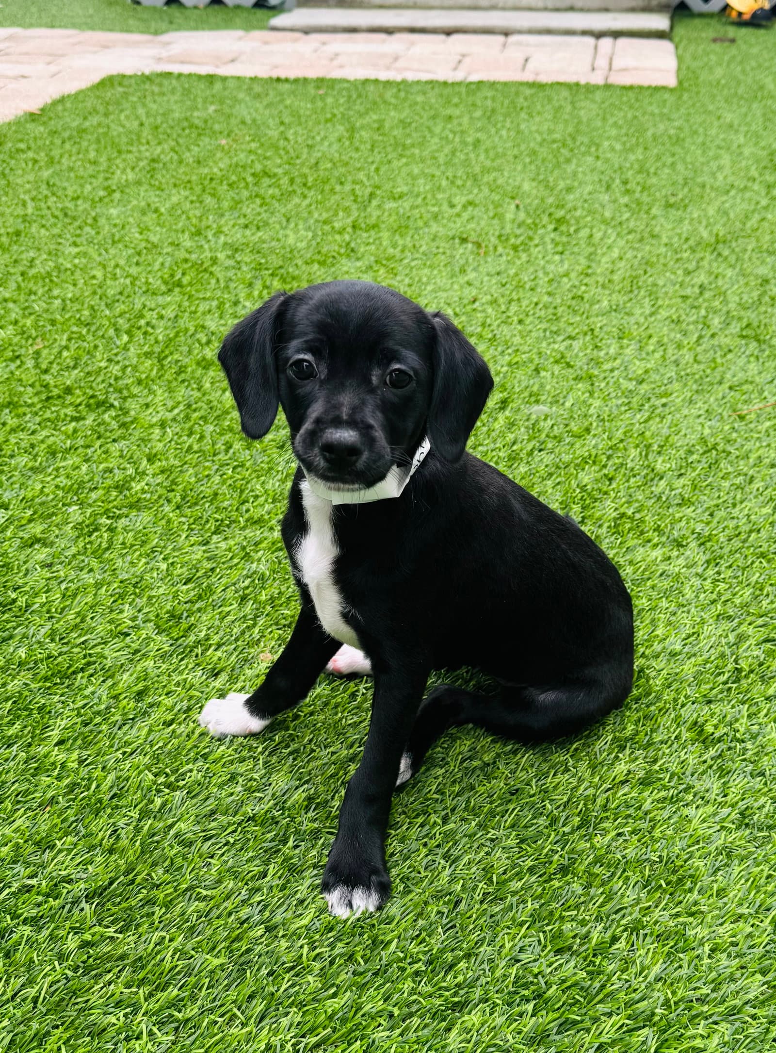 Kelsea - Poodle (Miniature)