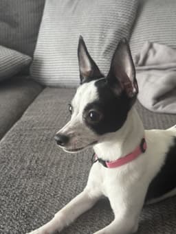 Luna Chi image 2