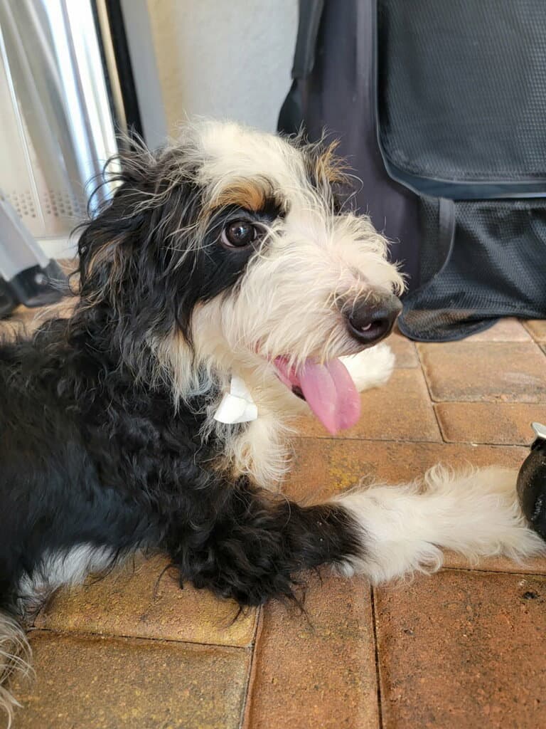 Otter - Bernese Mountain Dog