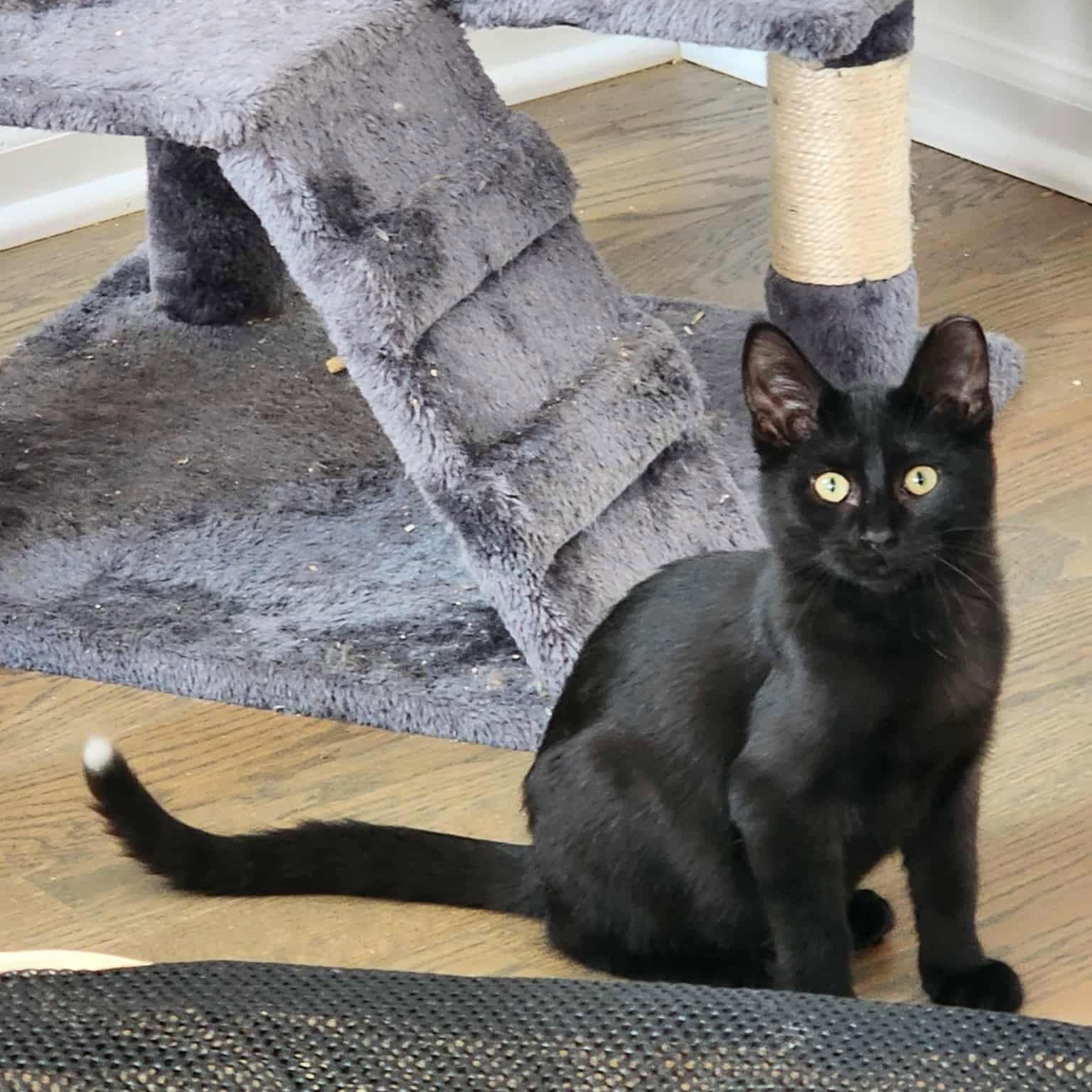 Raffolino - Domestic Short Hair