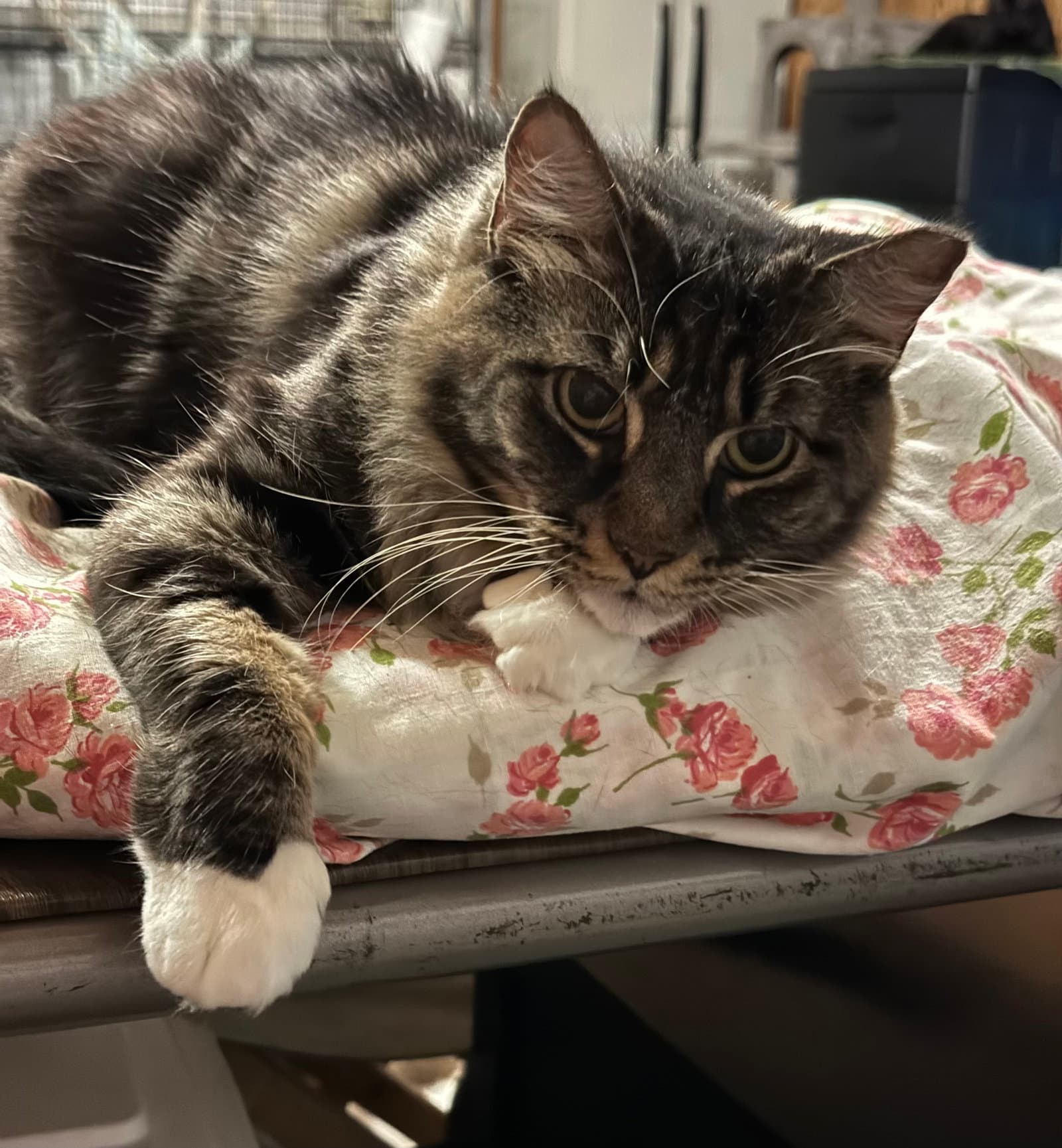 Bella - Domestic Long Hair