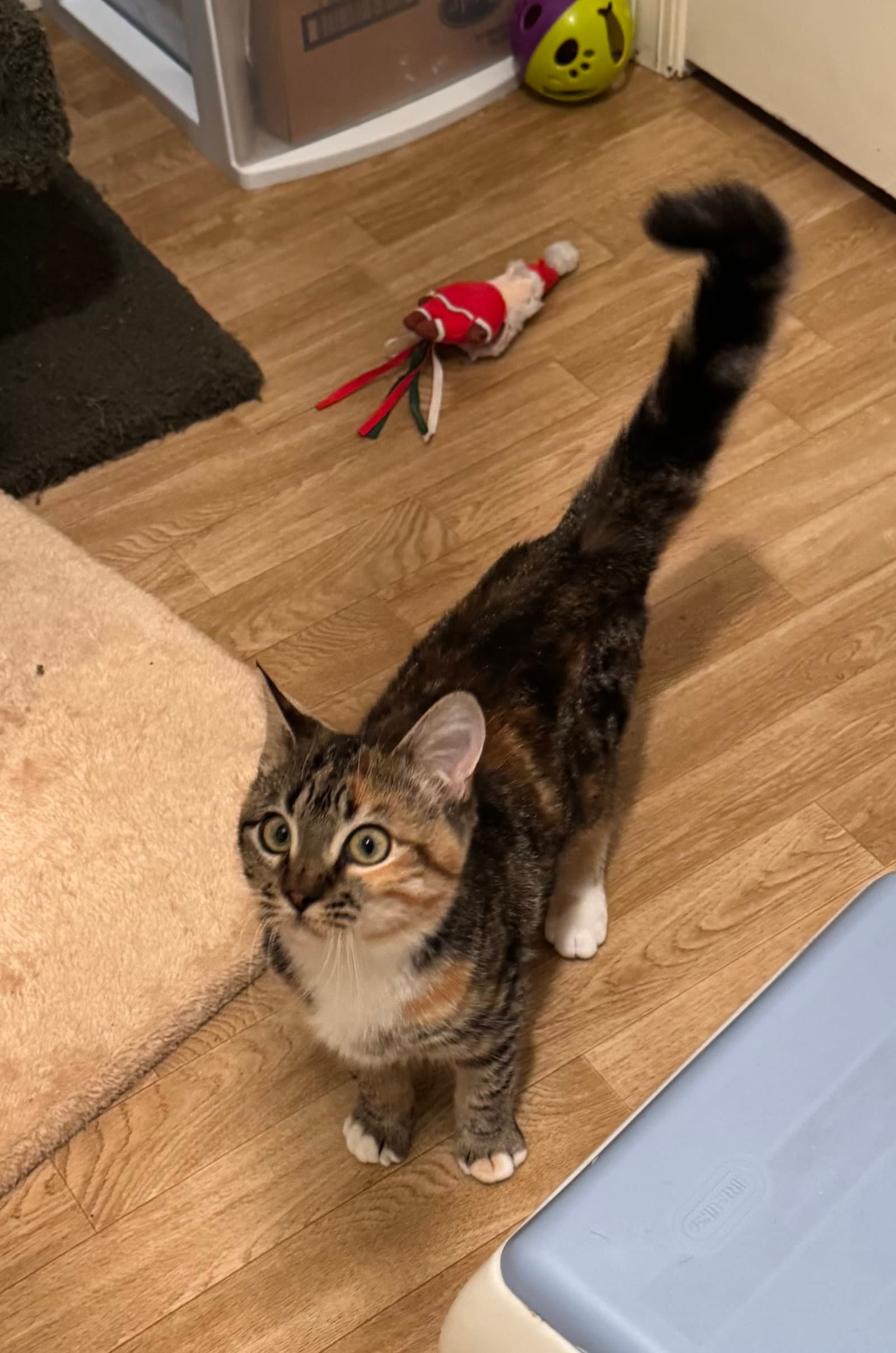 Mimosa - Calico