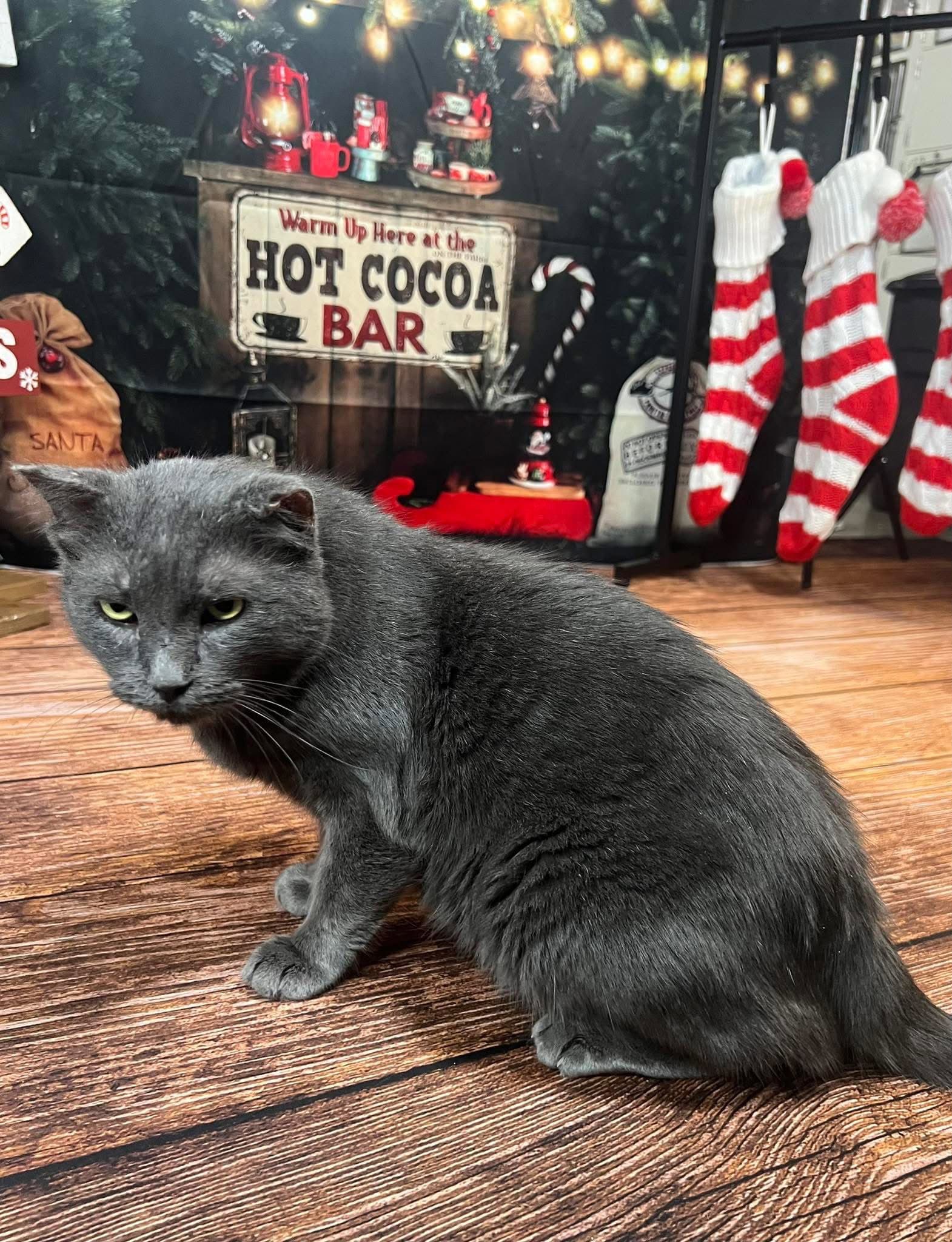 Mr Grey - Domestic Short Hair
