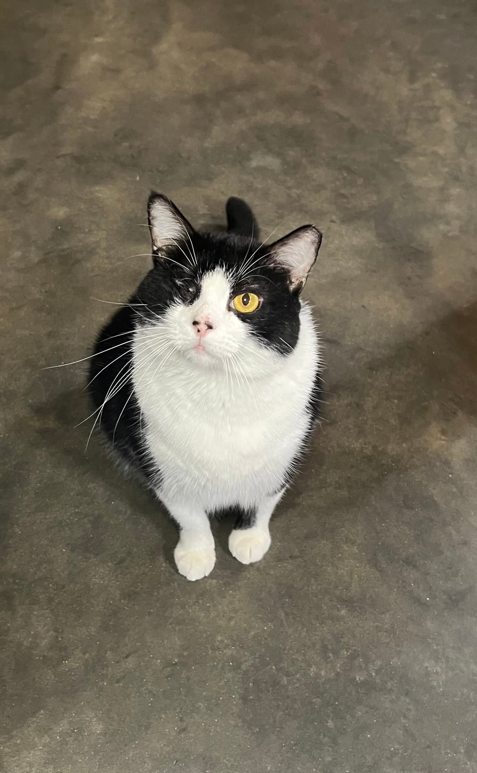 Tex - Domestic Short Hair